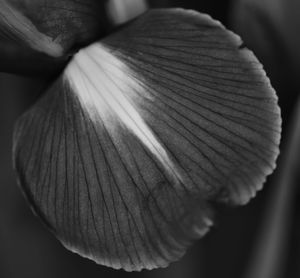 Close up of leaf