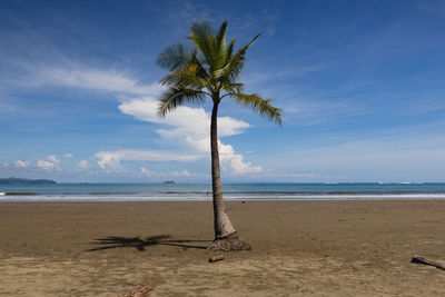 A lone palm tree on the beach in marino ballena national park,costa rica