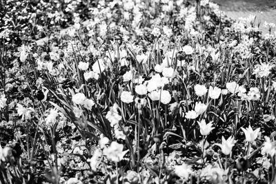 Flowers blooming outdoors