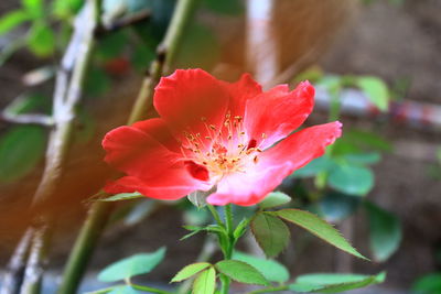 Close-up of red flower