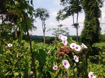 Close-up of pink flowers blooming in field