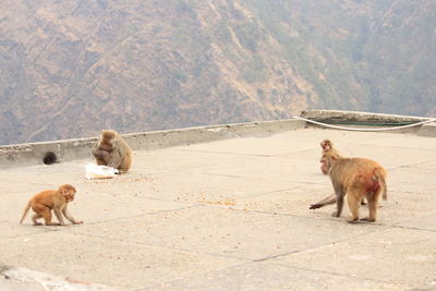 Lion and sheep on land