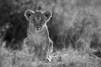 Close-up of lioness on field