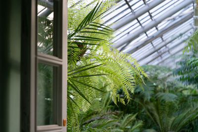 Greenhouse or orangery with tropical exotic plants. interior of subtropical winter garden