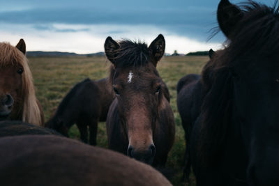 Horses in ranch