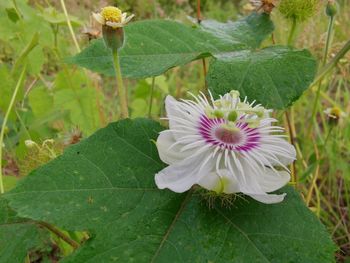 Close-up of white flowering plant