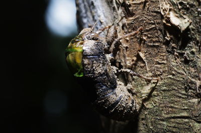 Close-up of a bird on tree trunk