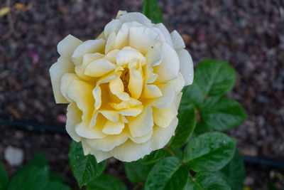 Close-up of white rose flower