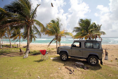 View of palm trees on beach