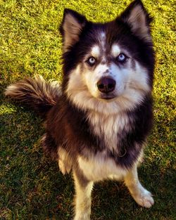 Portrait of dog on field