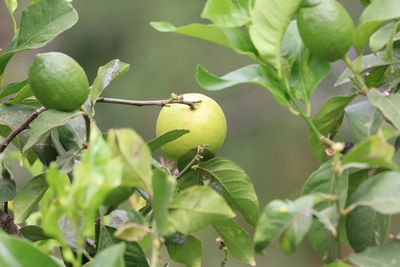 Close-up of fruits on tree