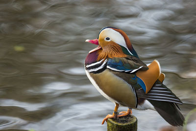 Close-up of mandarin duck by lake