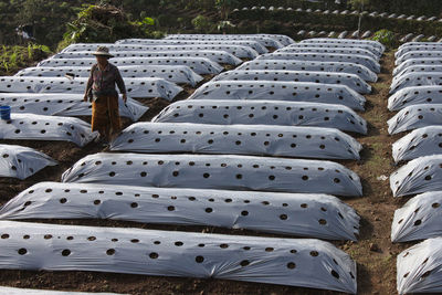 Vegetable plantation on the slopes of mount sumbing, central java 