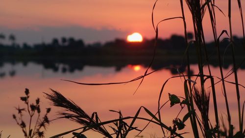 Close-up of silhouette plants against romantic sky at sunset