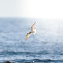Bird flying over sea