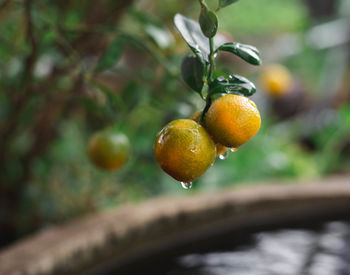 Close-up of fruits on tree