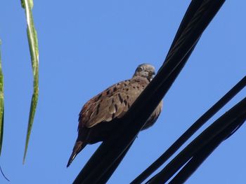 Low angle view of bird perching on blue sky
