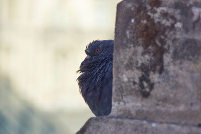 Close-up of pigeon perching on rock