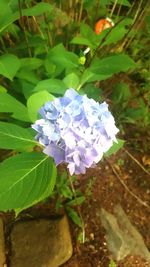 Close-up of flowers blooming outdoors