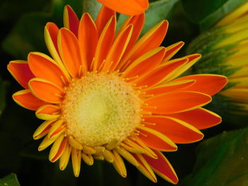 Close-up of orange flower