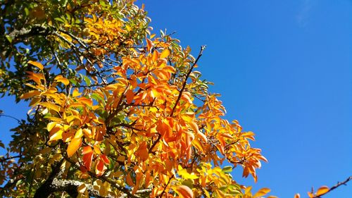 Low angle view of autumnal tree against clear blue sky