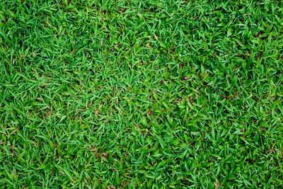 Full frame shot of grass on field