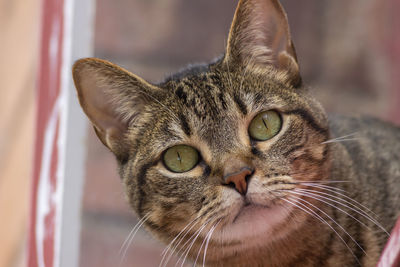 Close-up portrait of a cat