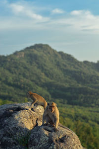 Javanese monkey