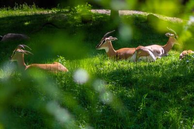 Horses in a field