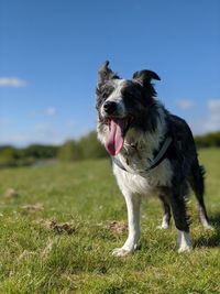 Dog looking away on field