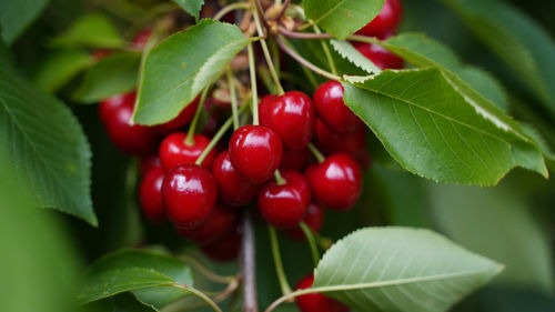 Close-up of red berries growing on plant