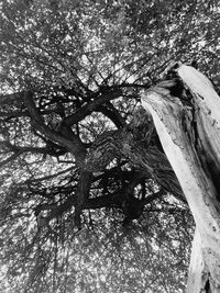 Low angle view of tree trunks in forest