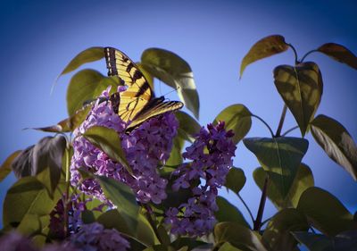 Close-up of purple flowers