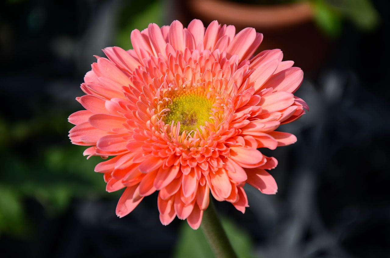 CLOSE-UP OF ORANGE FLOWER