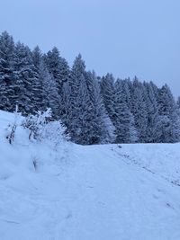 Trees on snow covered field against sky