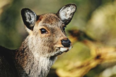 Close-up of deer