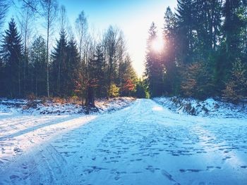 Snow covered road amidst trees against sky during winter