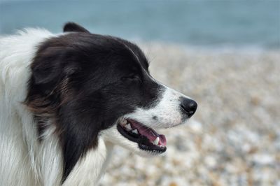 Close-up of dog looking away