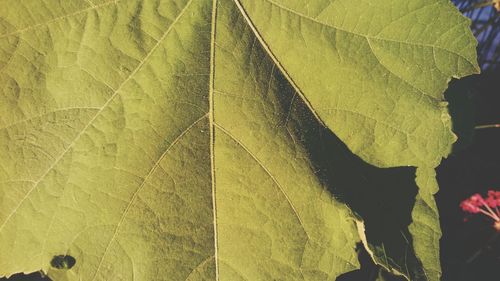 Full frame shot of leaf