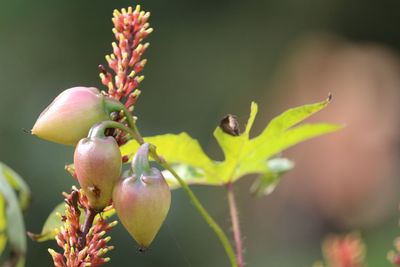 Close-up of flower buds