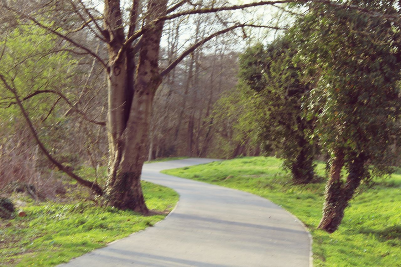 EMPTY ROAD AMIDST TREES AND PLANTS