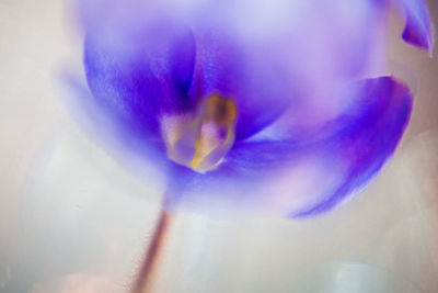 Close-up of purple flowering plant