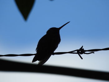 Low angle view of silhouette bird perching against clear sky