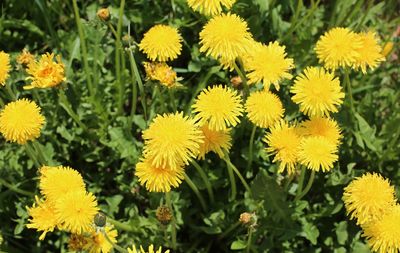 Close-up of yellow flowering plants