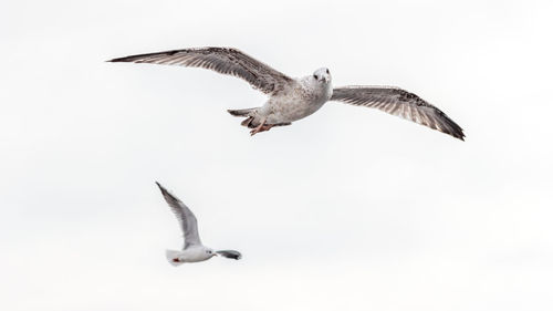 Low angle view of seagulls flying