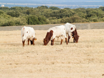 Horses on field against sky