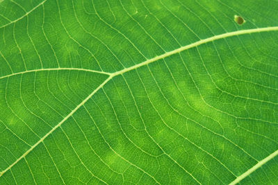 Full frame shot of green leaf