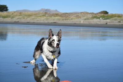 Dog on water