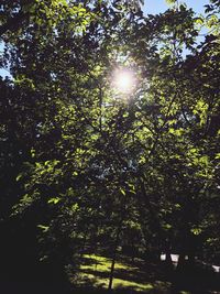 Low angle view of trees in forest