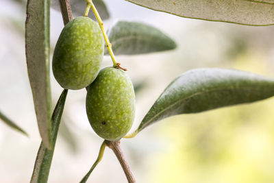 Detail of a bunch of ligurian olives used to produce high quality italian oil